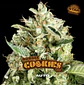 Double Cookies Sp Auto -Bsf (X12/X7/X4/X2) - Miniatura 4