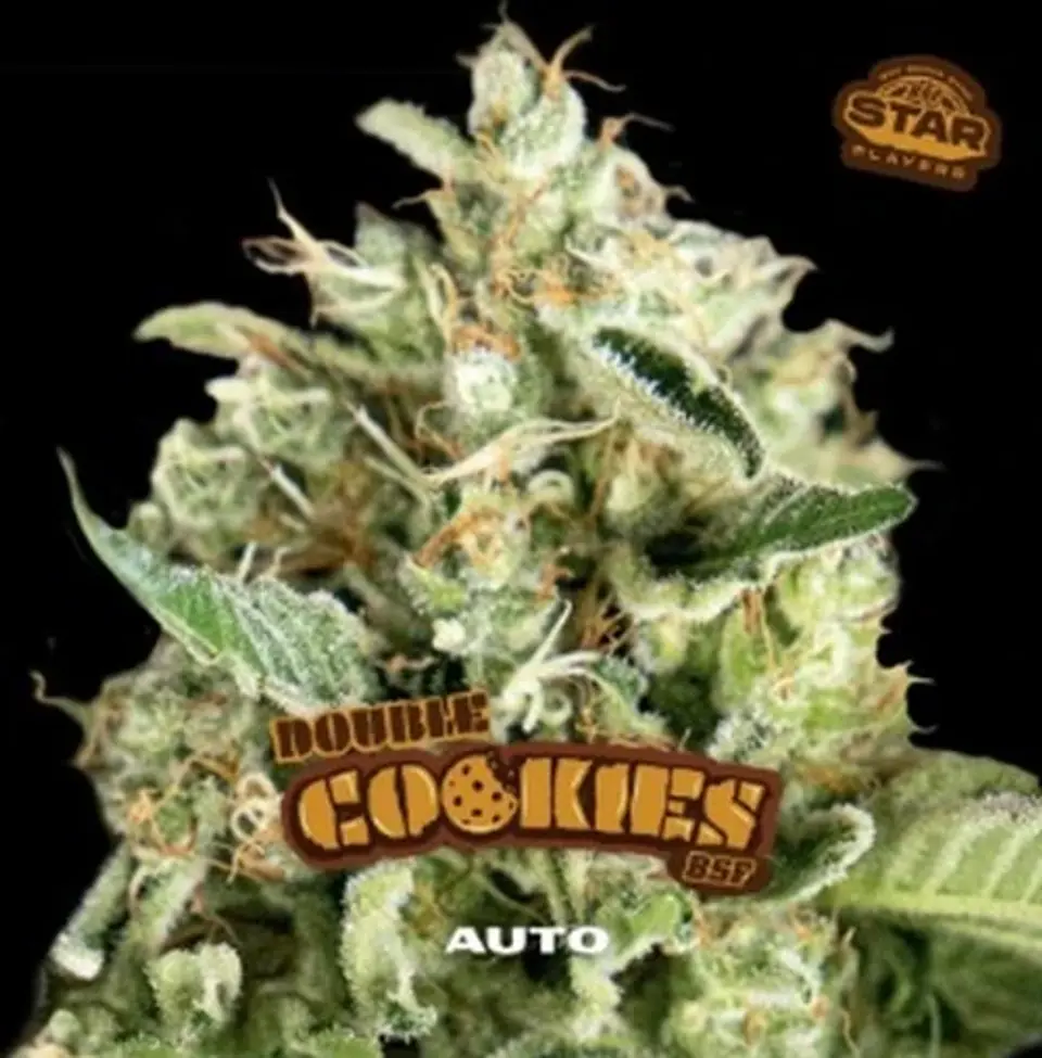 Double Cookies Sp Auto -Bsf (X12/X7/X4/X2) 4