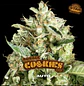 Double Cookies Sp Auto -Bsf (X12/X7/X4/X2) - Miniatura 5