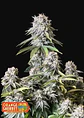 Orange Sherbet Ff -Fast Buds (x1/x3+2/x5+3) - Miniatura 1