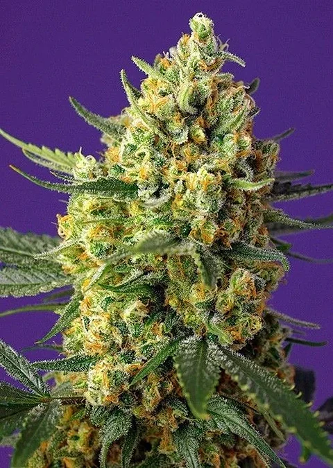 Crystal Candy Fem -Sweet Seeds (X100/X25/X3+1)