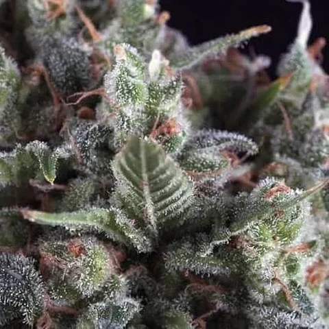 Olympia Auto ( X3+1 X5+2)-Pyramid Seeds