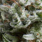 Anesthesia Auto -Pyramid Seeds (X5+2/X3+1) - Miniatura 2