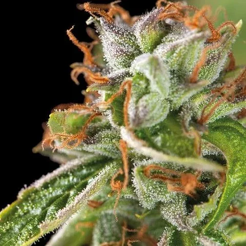 Double Og Haze Fem -Pyramid Seeds (X5+2/X3+1)