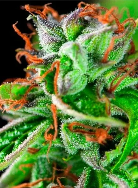 Double Og Haze Fem -Pyramid Seeds (X5+2/X3+1)