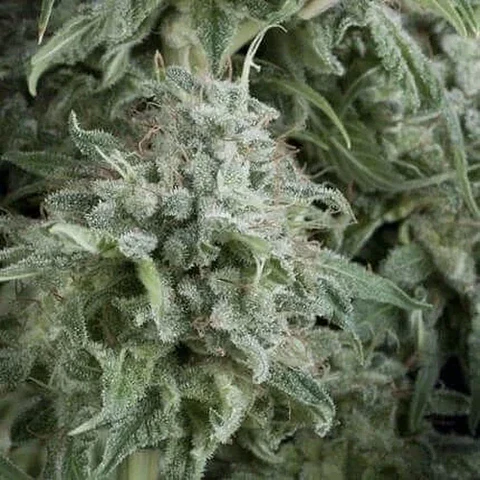 Anubis Auto -Pyramid Seeds (X5+2/X3+1)