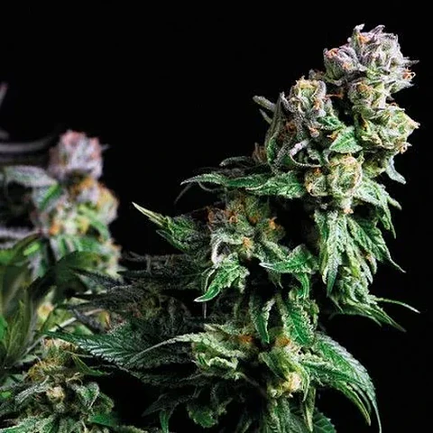 Purple Urkle Fem -Pyramid Seeds (X5+2/X3+1/X1)