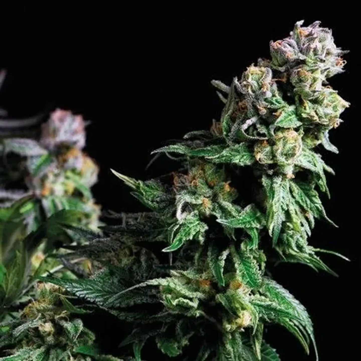Purple Urkle Fem -Pyramid Seeds (X5+2/X3+1/X1) 1