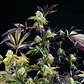 Sunset Sherbet Fem -Pyramid Seeds (X5+2/X3+1) - Miniatura 1