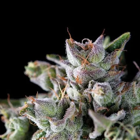 Gorila Fem -Pyramid Seeds (X5+2/X3+1/X1)