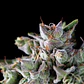 Gorila Fem -Pyramid Seeds (X5+2/X3+1/X1) - Miniatura 1