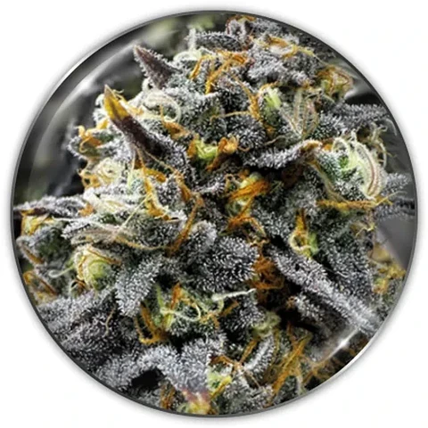 Donuts Fem X3-Medical Seeds