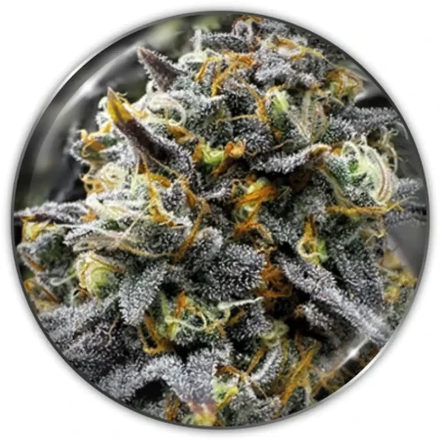 Donuts Fem X3-Medical Seeds 1