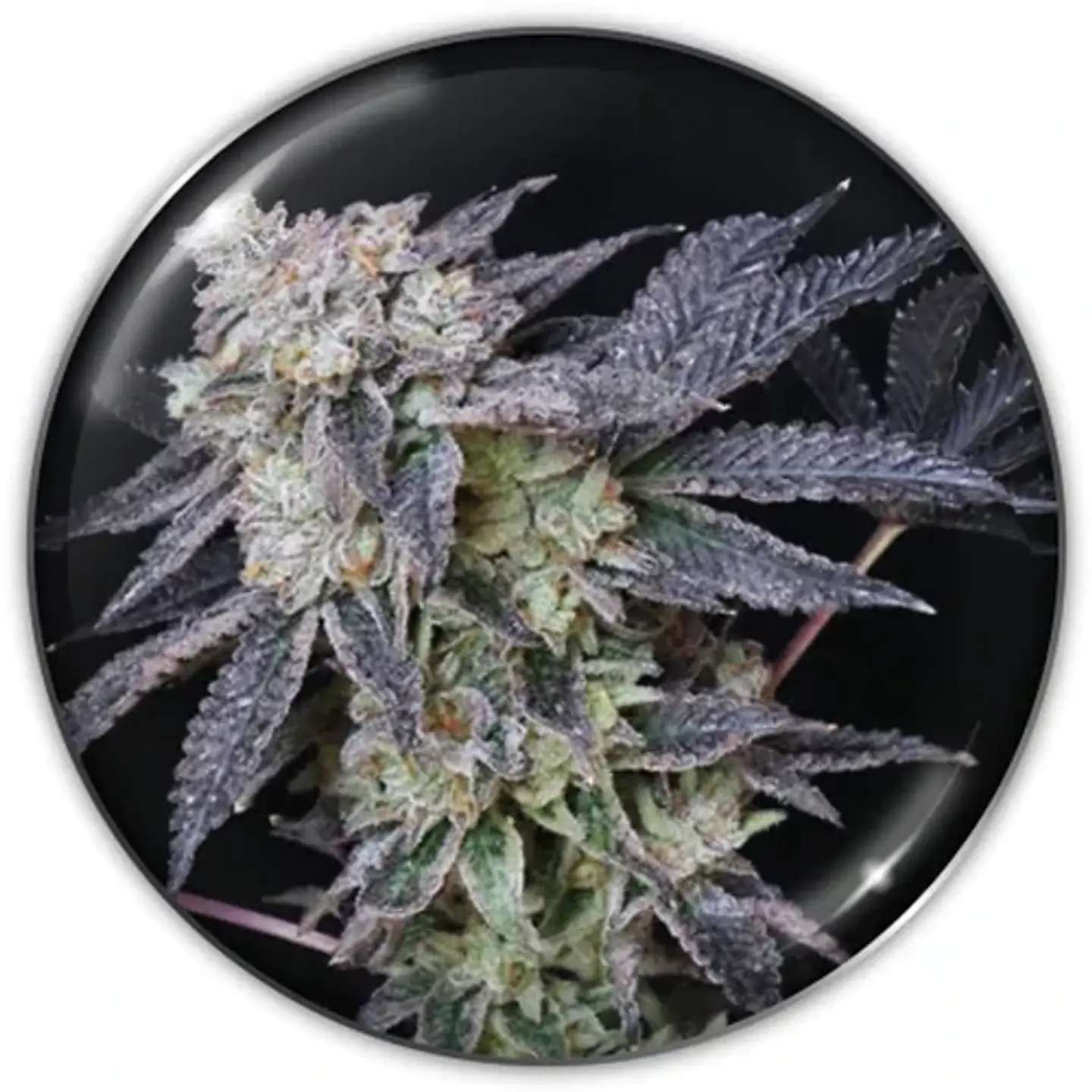 Mintzkittlez Fem X3-Medical Seeds 1