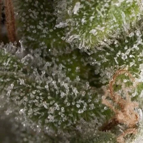 Fresh Candy Auto -Pyramid Seeds (X5+2/X3+1)