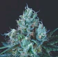 Ice Cream Fem -Pyramid Seeds (X5+2/X3+1) - Miniatura 1