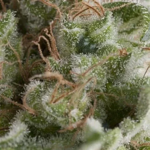 American Pie Auto -Pyramid Seeds (X5+2/X3+1/X1)