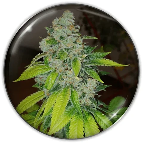 Zkittlez Fem X3-Medical Seeds
