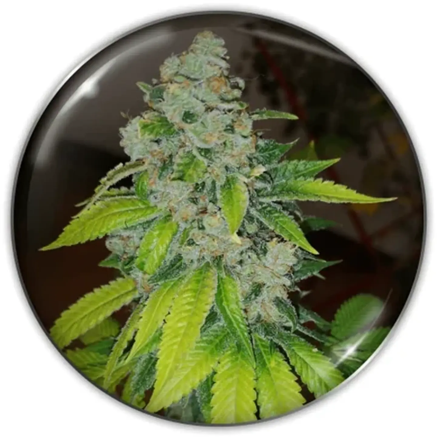 Zkittlez Fem X3-Medical Seeds 1