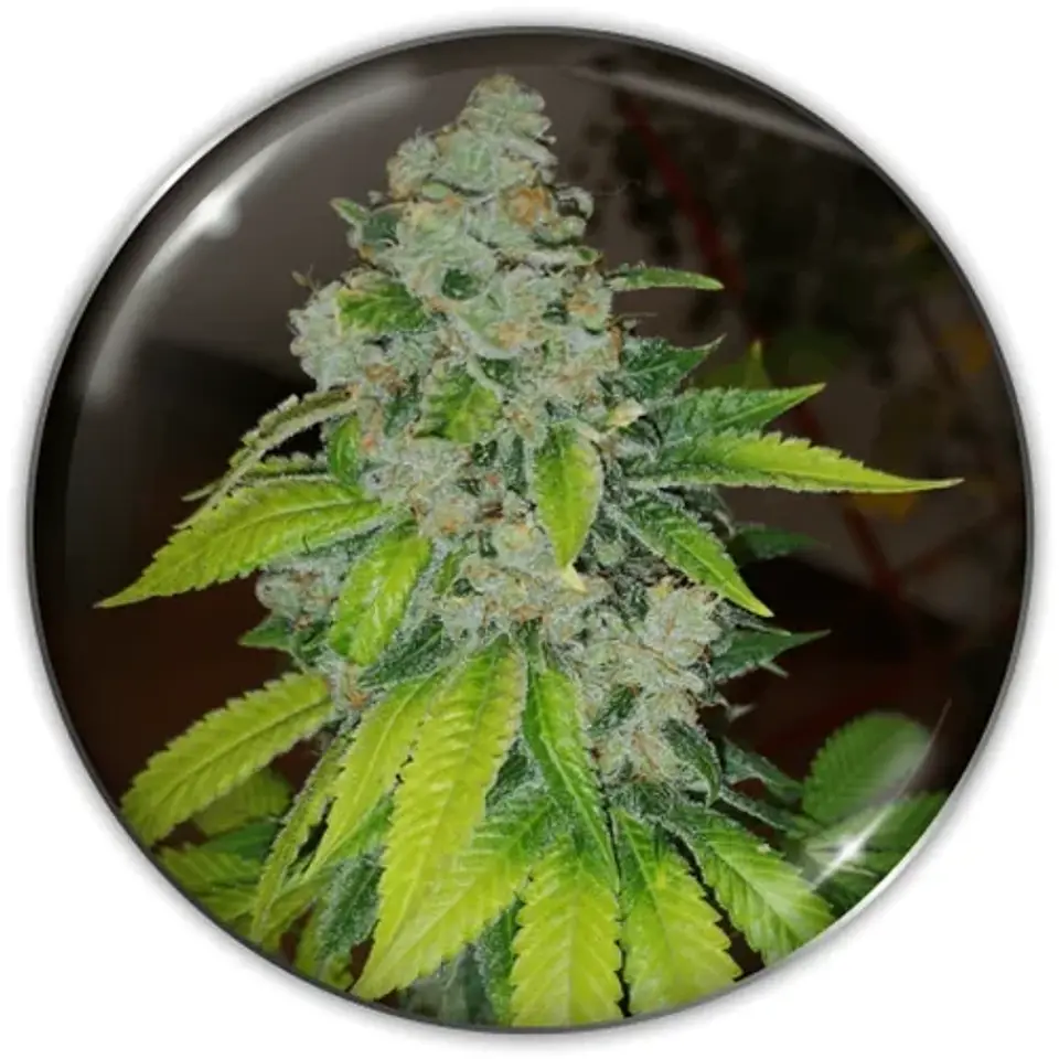 Zkittlez Fem X3-Medical Seeds 1