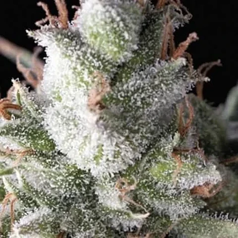 Ramses Auto -Pyramid Seeds (X5+2/X3+1)