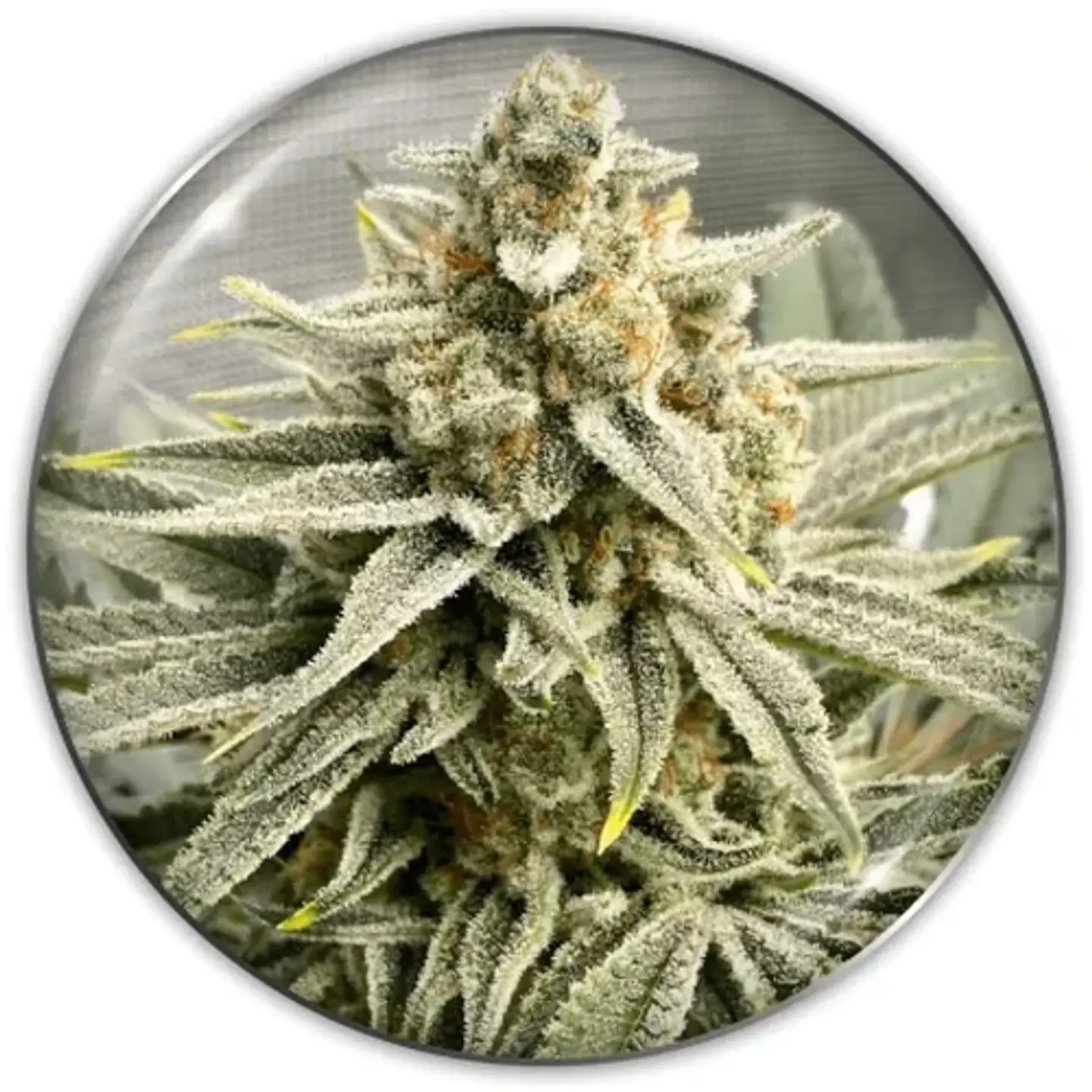 Grape Fuel Fem X3-Medical Seeds 1