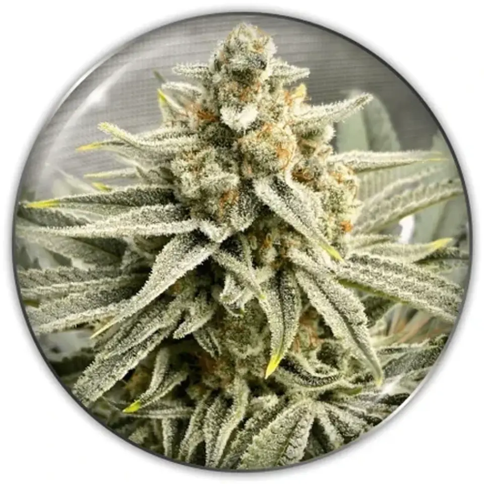 Grape Fuel Fem X3-Medical Seeds 1