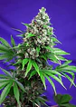 Killer Kush F1 Fem -Sweet Seeds (X100/X25/X5+2/X3+1) - Miniatura 4