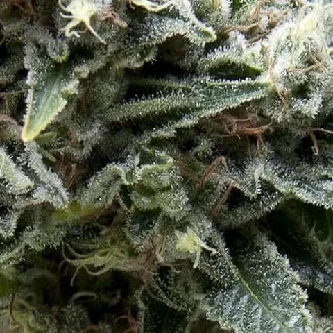 New York City Auto -Pyramid Seeds (X5+2/X3+1)