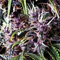 Purple Auto -Pyramid Seeds (X5+2/X3+1) - Miniatura 1