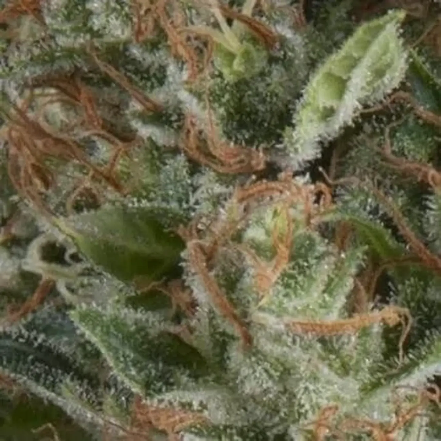 Wembley Auto -Pyramid Seeds (X5+2/X3+1) 1