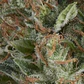 Wembley Auto -Pyramid Seeds (X5+2/X3+1) - Miniatura 1