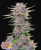 Banana Purple Punch Auto -Fast Buds (X5/X3/X1) - Miniatura 2