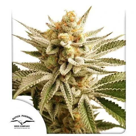 Lemon Z Fem -Dutch Passion (X25/X3+1)