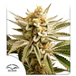 Lemon Z Fem -Dutch Passion (X25/X3+1) - Miniatura 2