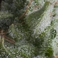 Shark Auto -Pyramid Seeds (X5+2/X3+1) - Miniatura 1