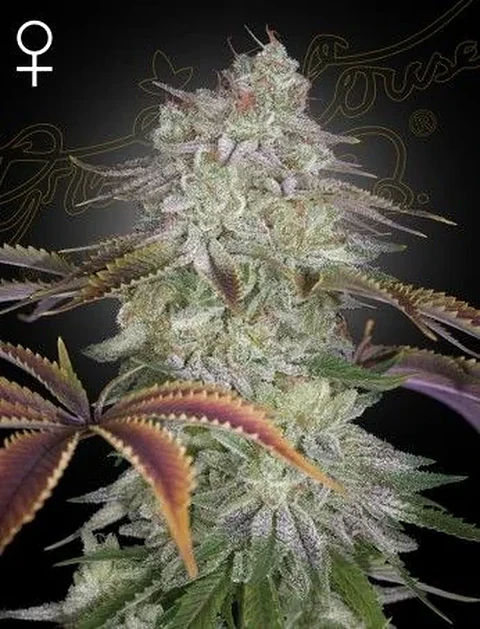 Alien Z Fem X3 -Green House