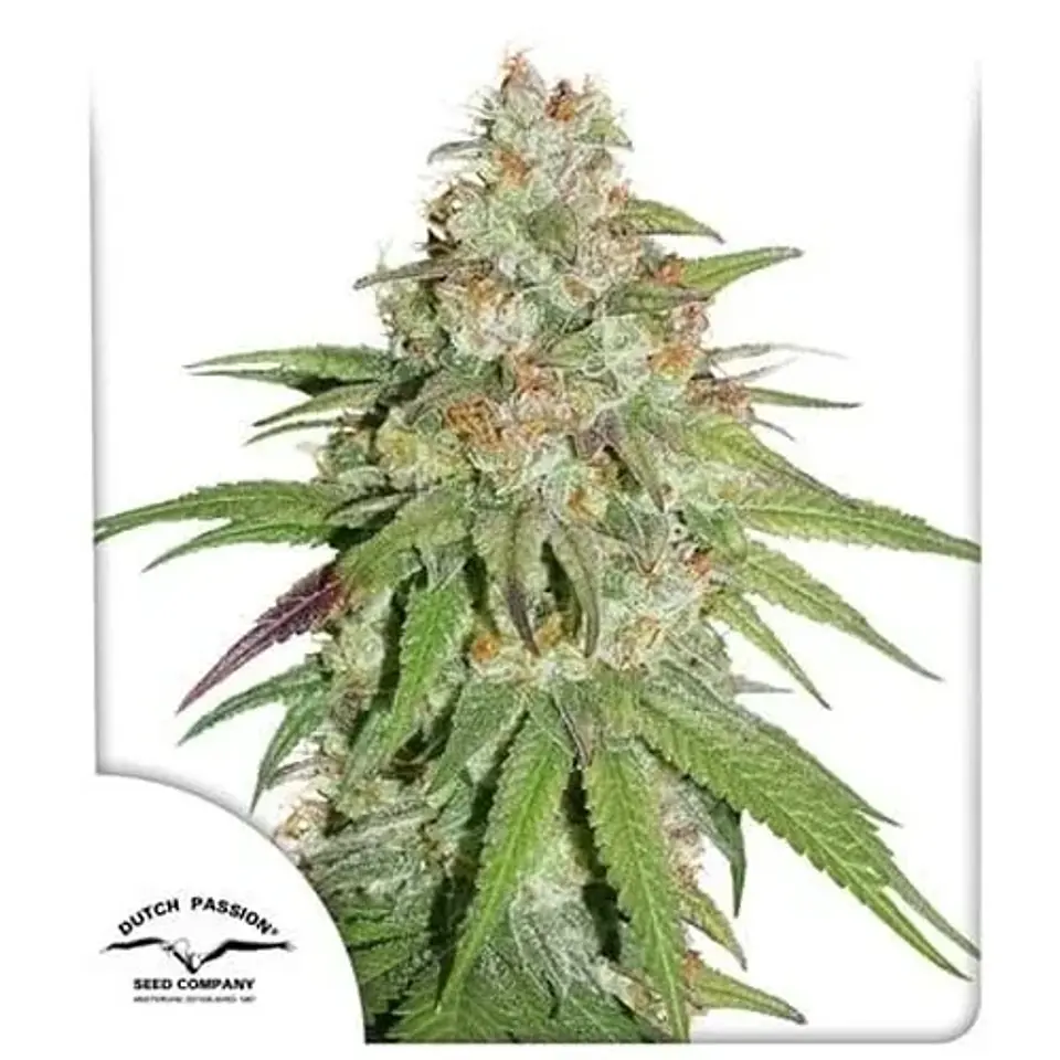Promoción 2X1 Glueberry Og Fem X3-Dutch Passion 1