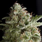 American Pie Fem -Pyramid Seeds (X5+2/X3+1/X1) - Miniatura 1
