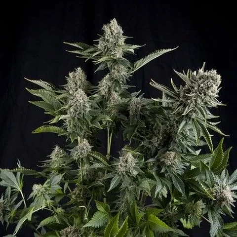 White Widow Fem -Pyramid Seeds (X5+2/X3+1/X1)