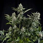 White Widow Fem -Pyramid Seeds (X5+2/X3+1/X1) - Miniatura 1