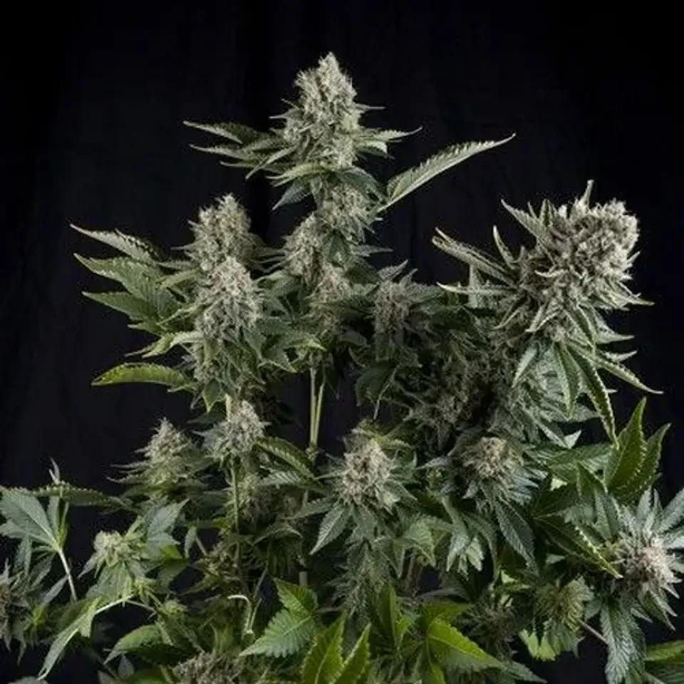 White Widow Fem -Pyramid Seeds (X5+2/X3+1/X1) 1