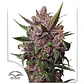 Blackberry Kush Auto -Dutch Passion (X25/X7/X3+1) - Miniatura 4