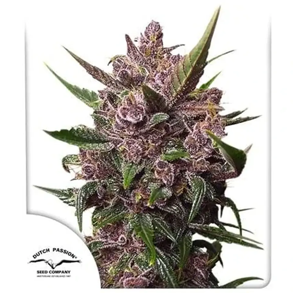 Blackberry Kush Auto -Dutch Passion (X25/X7/X3+1) 4
