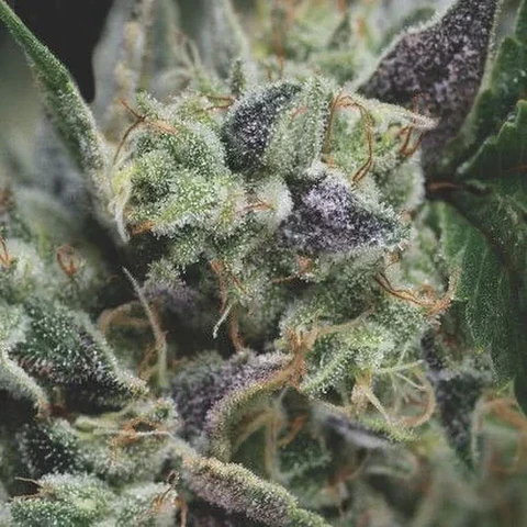 Gorila Auto X3+1-Pyramid Seeds