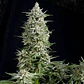 Amnesia Gold Fem -Pyramid Seeds (X5+2/X3+1/X1) - Miniatura 1