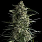 Galaxy Fem -Pyramid Seeds (X5+2/X3+1/X1) - Miniatura 1