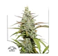Mokum's Tulip Fem X3+1 -Dutch Passion - Miniatura 2
