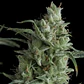 Kryptonite Fem -Pyramid Seeds (X3/X5+2/X3+1) - Miniatura 2