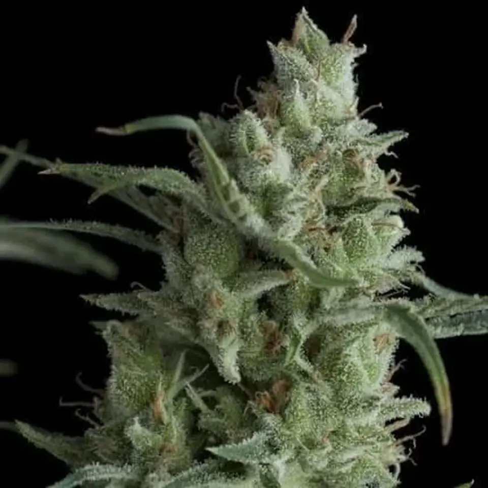 Kryptonite Fem -Pyramid Seeds (X3/X5+2/X3+1) 2
